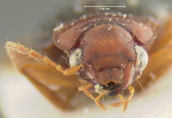 Media type: image;   Entomology 32990 Aspect: head frontal view